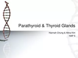 Parathyroid &amp; Thyroid Glands