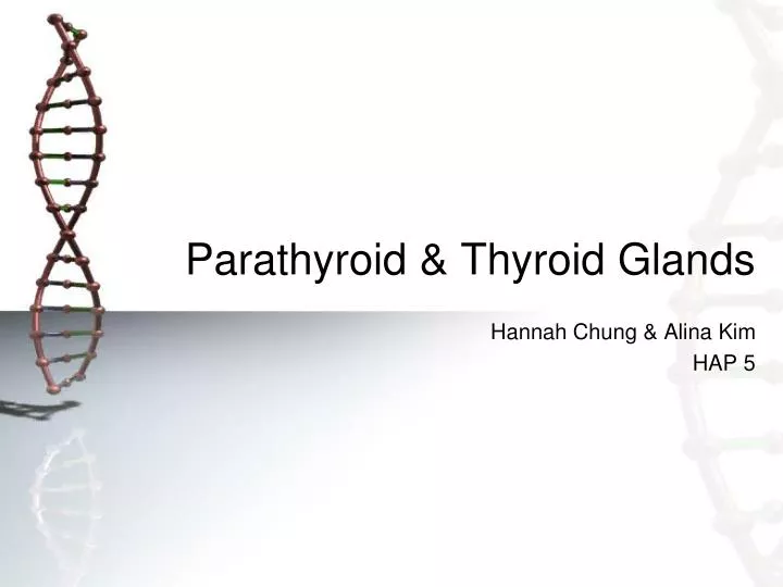 parathyroid thyroid glands