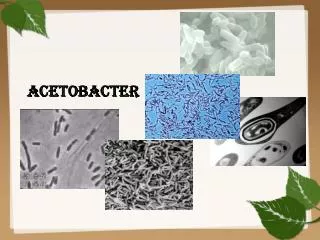 Acetobacter