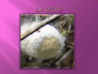 la seda