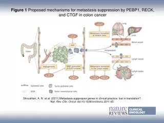 Figure 1 Proposed mechanisms for metastasis suppression by PEBP1, RECK, and CTGF in colon cancer