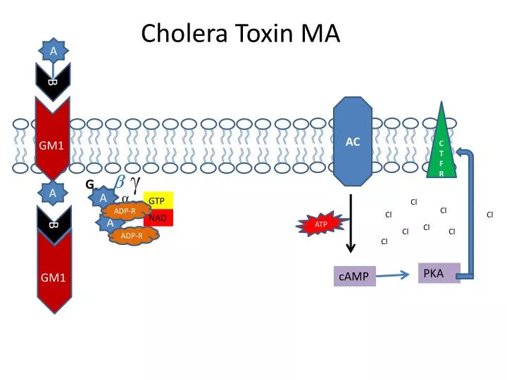 cholera toxin ma