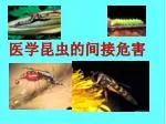 医学昆虫的间接危害 - slide 1