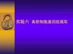 实验六 真核细胞基因组提取 - slide 1