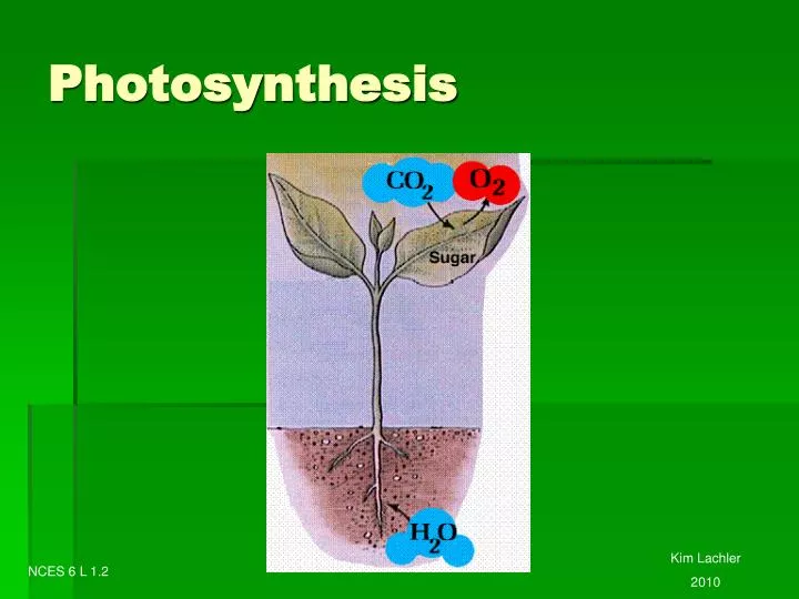 photosynthesis