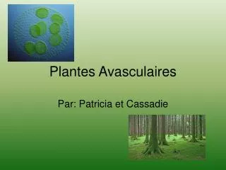 plantes avasculaires