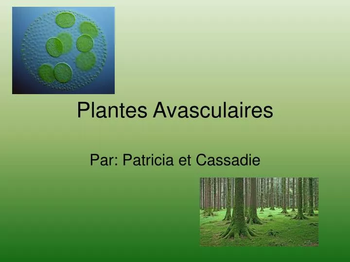 plantes avasculaires