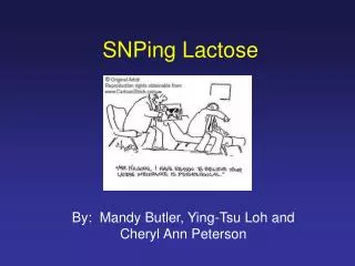 SNPing Lactose