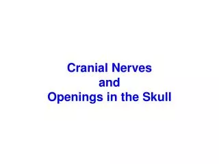 Cranial Nerves and Openings in the Skull