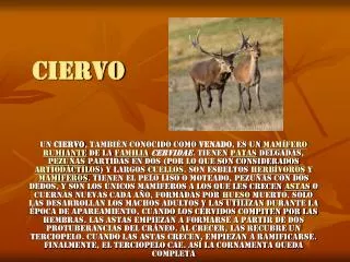 ciervo