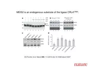 ES Fischer et al. Nature 000 , 1-5 (2014) doi:10.1038/nature13527