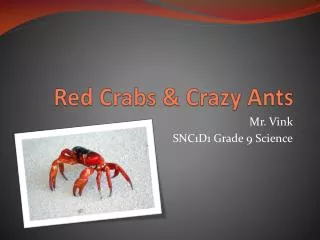 Red Crabs &amp; Crazy Ants