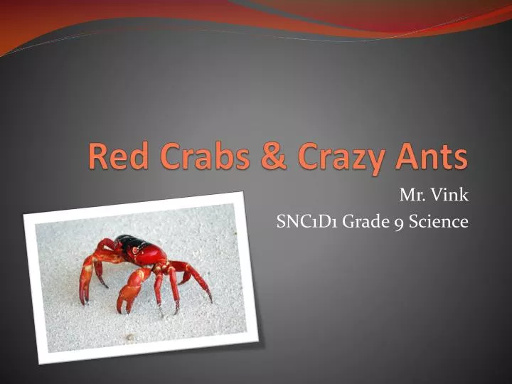 red crabs crazy ants
