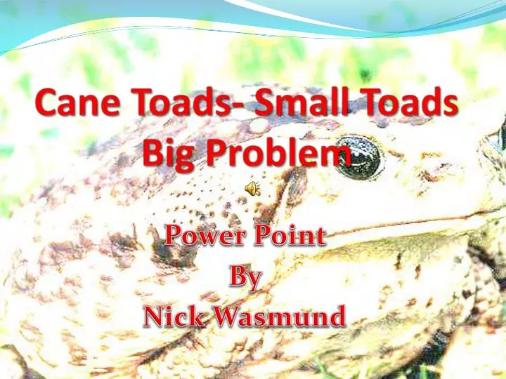 cane toads small toads big problem