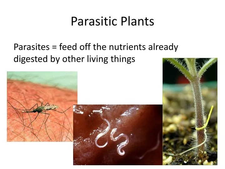 parasitic plants