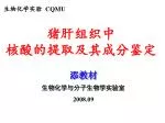 猪肝组织中 核酸的提取及其成分鉴定 - slide 1