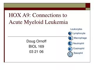 HOX A9: Connections to Acute Myeloid Leukemia