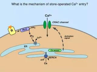 What is the mechanism of store-operated Ca 2+ entry?