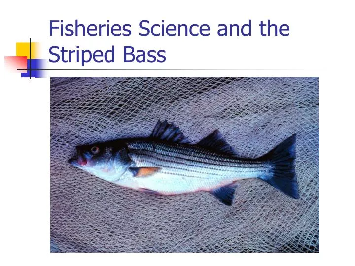 fisheries science and the striped bass