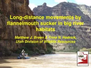 Long-distance movements by flannelmouth sucker in big river habitats