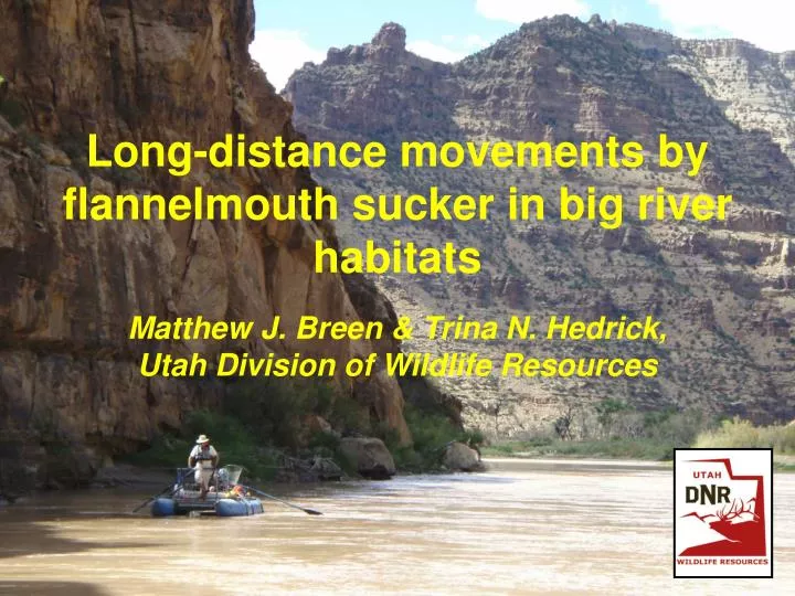 long distance movements by flannelmouth sucker in big river habitats