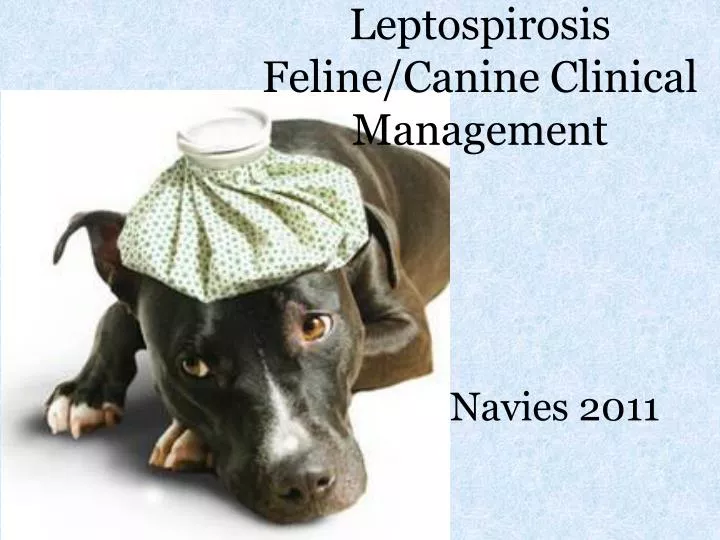 leptospirosis feline canine clinical management
