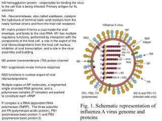 Fig. 1. Schematic representation of influenza A virus genome and proteins
