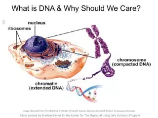 Slides created by Sharlene Denos for the Center for The Physics of Living Cells Outreach Program