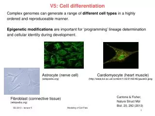 V5: Cell differentiation