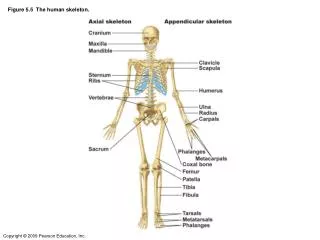 Figure 5.5 The human skeleton.