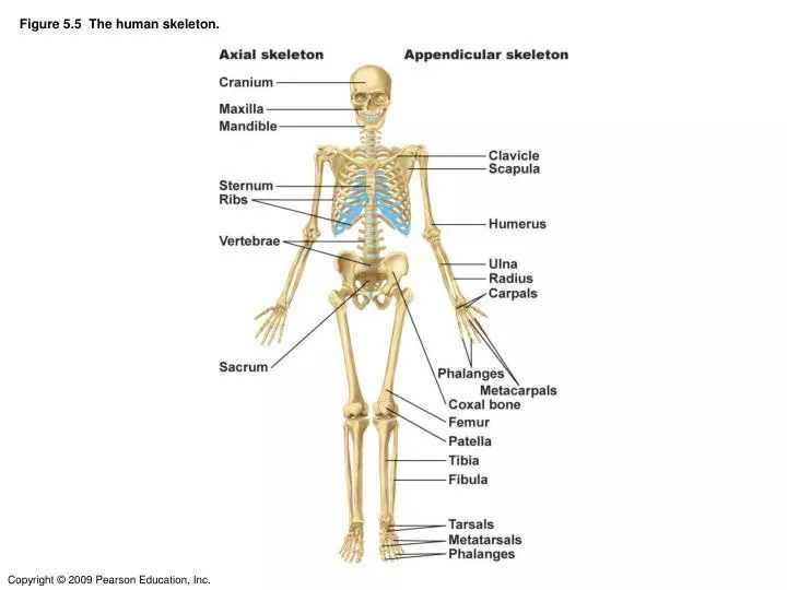 figure 5 5 the human skeleton