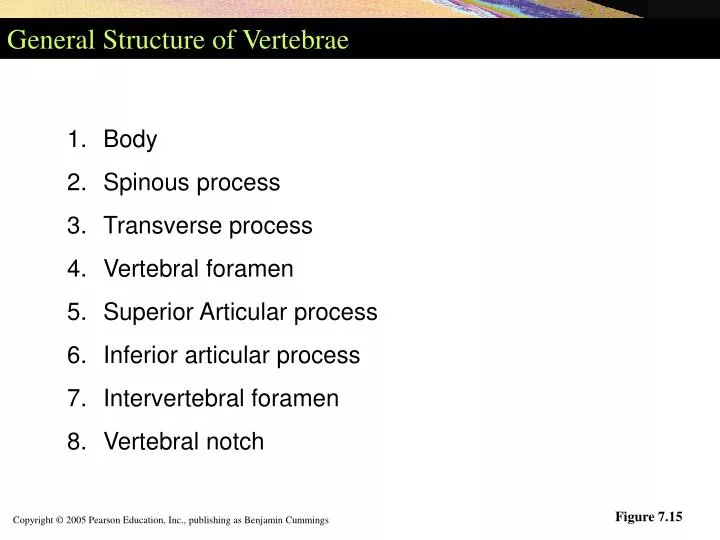 general structure of vertebrae