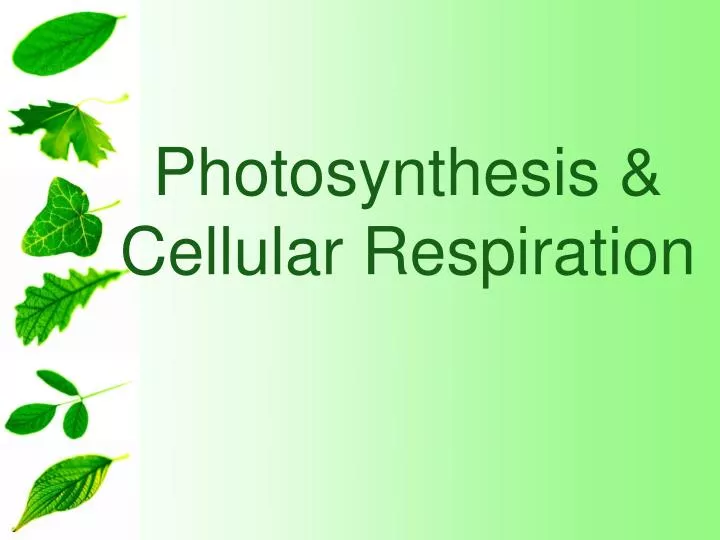 photosynthesis cellular respiration