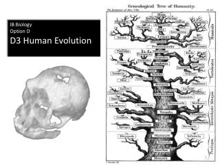 IB Biology Option D D3 Human Evolution