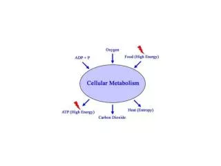 Kataboliska cellprocesser