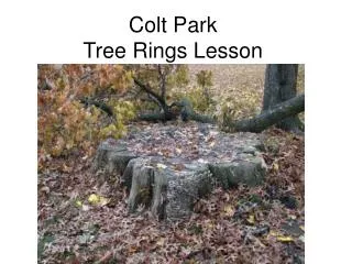 Colt Park Tree Rings Lesson