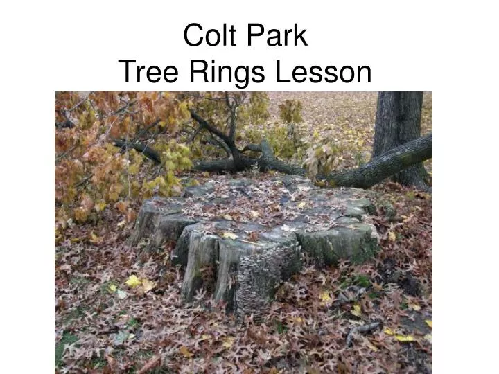 colt park tree rings lesson