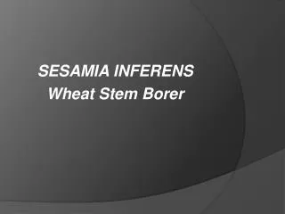 SESAMIA INFERENS Wheat Stem Borer