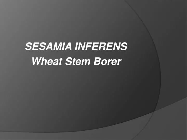sesamia inferens wheat stem borer