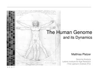 The Human Genome and its Dynamics