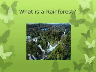 What is a Rainforest?