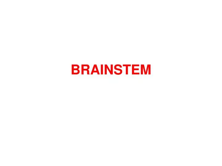 brainstem