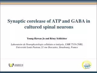 Synaptic corelease of ATP and GABA in cultured spinal neurons