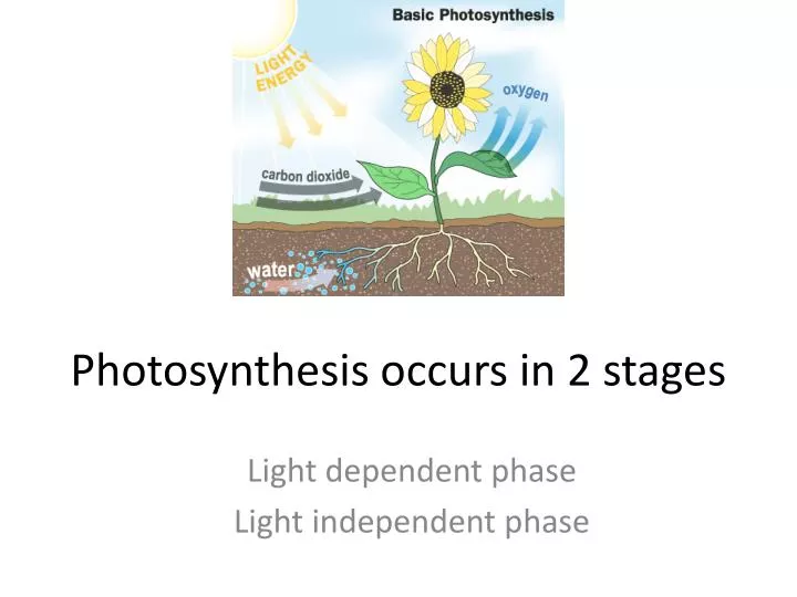 photosynthesis occurs in 2 stages