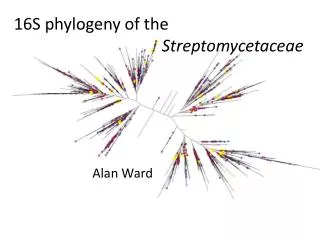 16S phylogeny of the Streptomycetaceae