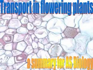 Transport in flowering plants