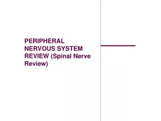 PERIPHERAL NERVOUS SYSTEM REVIEW (Spinal Nerve Review)