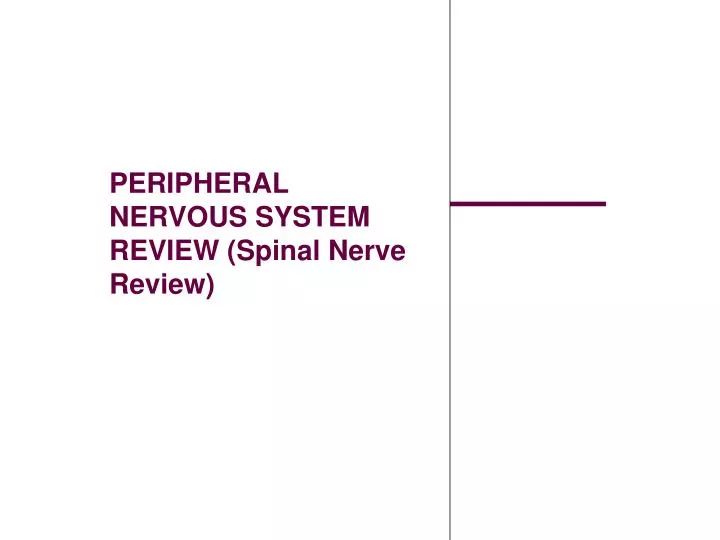 peripheral nervous system review spinal nerve review