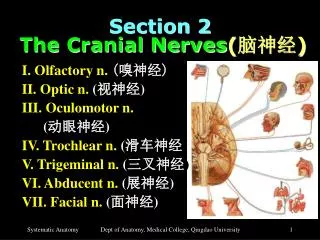 Section 2 The Cranial Nerves ( ??? )