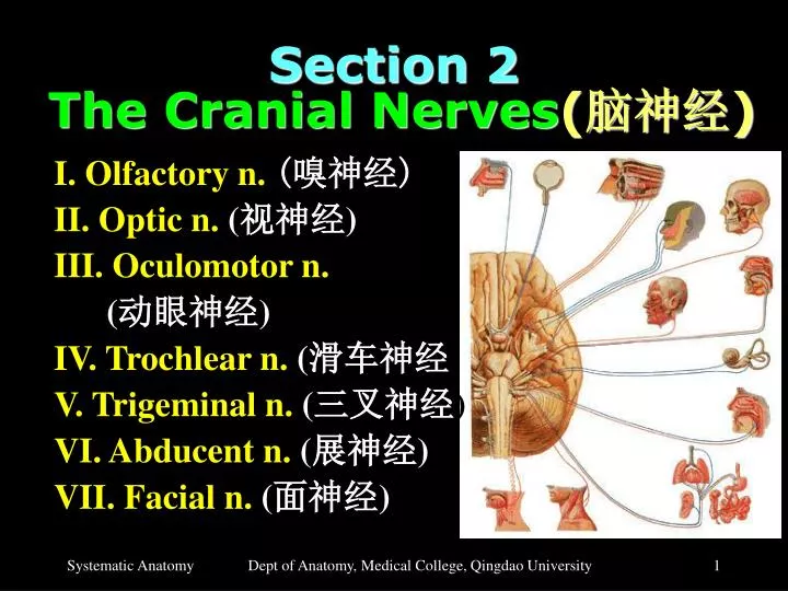 section 2 the cranial nerves